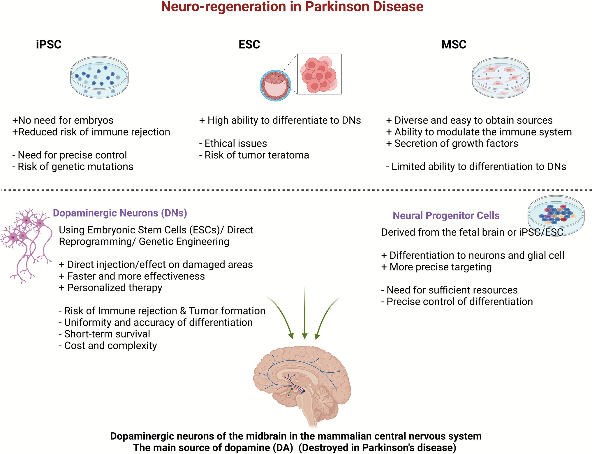 圖2：用于帕金森病細(xì)胞療法的不同干細(xì)胞來源及其優(yōu)缺點