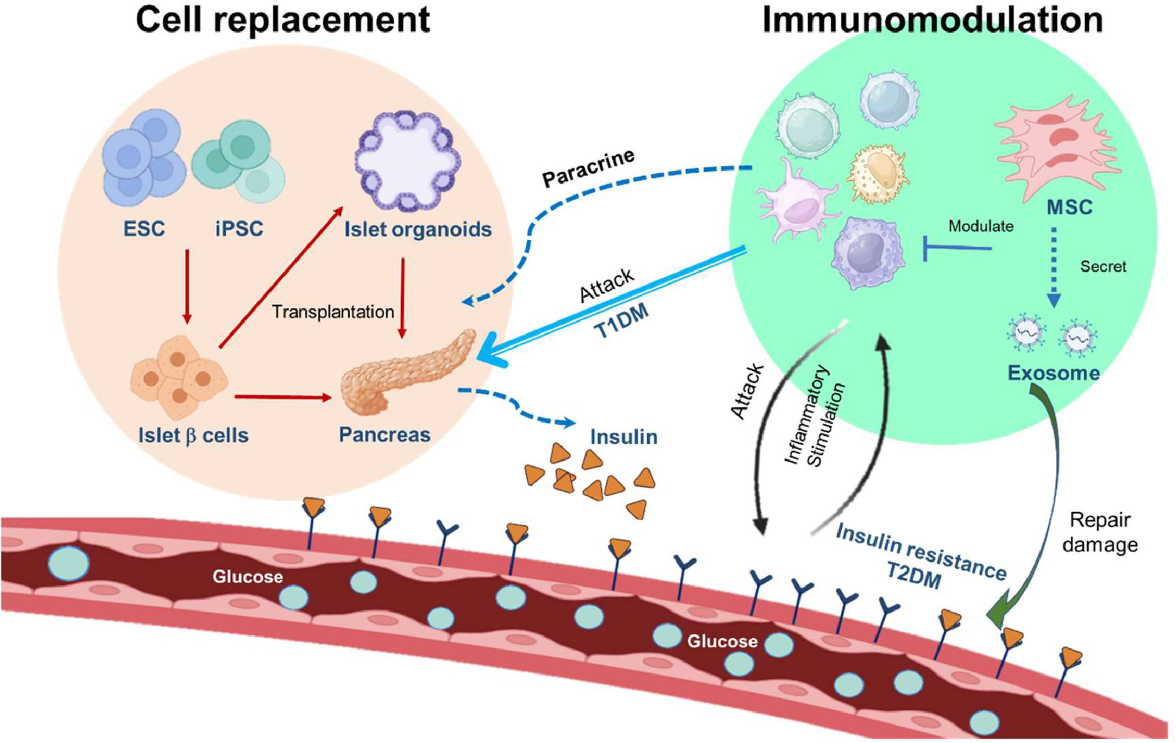 圖2.干細(xì)胞治療糖尿病的機(jī)制。