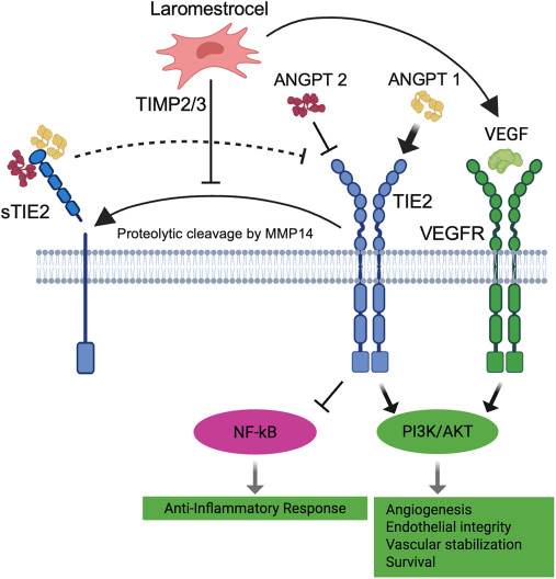 圖5：laromestrocel潛在的促血管生成和抗炎作用機(jī)制