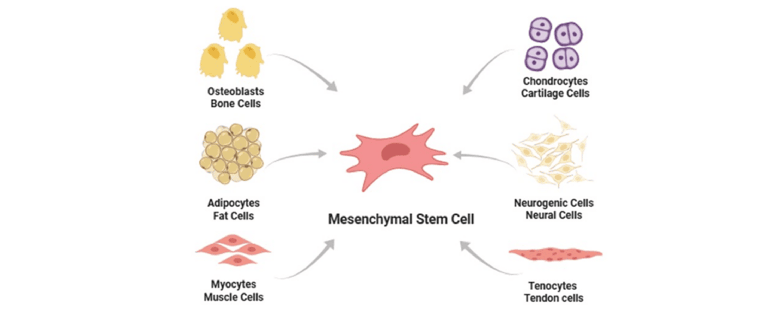 圖3：間充質(zhì)干細(xì)胞分化